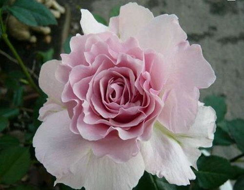 三款花中精品，小巧可愛、四季開花的水果盆栽