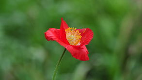 植物園歸來 一程花語，滿心芬芳
